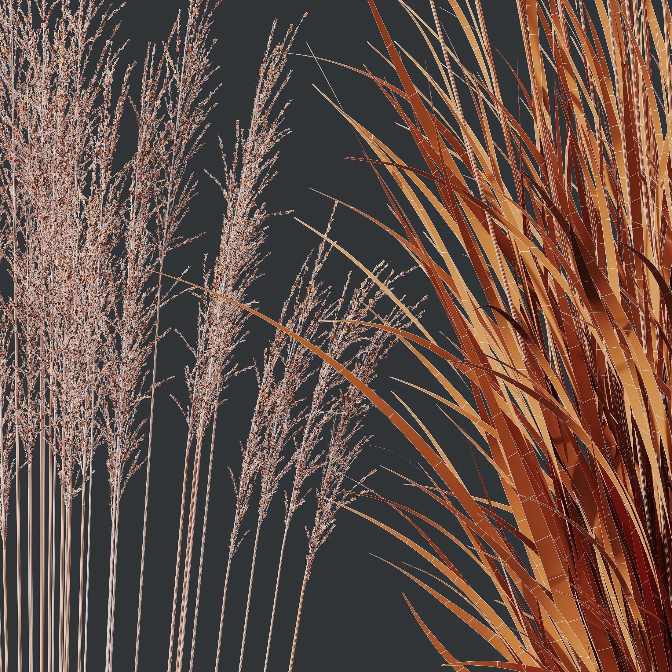 Plants Molinia Caerulea Heidebraut Kleines Pfeifengras Version03 3D model_3