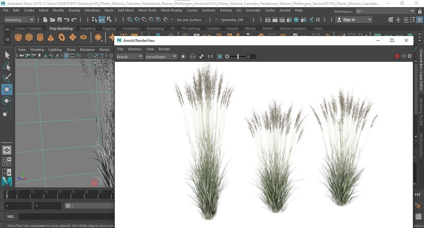 Plants Molinia Caerulea Heidebraut Kleines Pfeifengras Version03 3D model_4