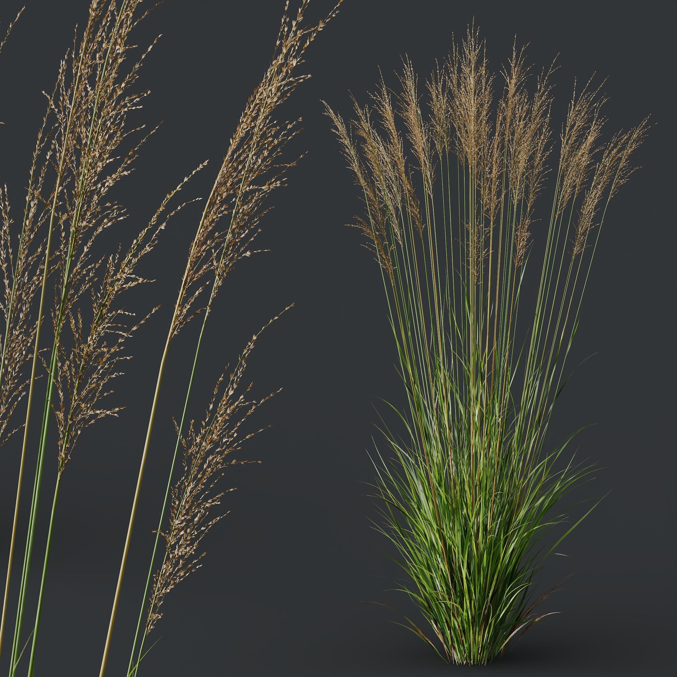 Plants Molinia Caerulea Heidebraut Kleines Pfeifengras Version03 3D model_1