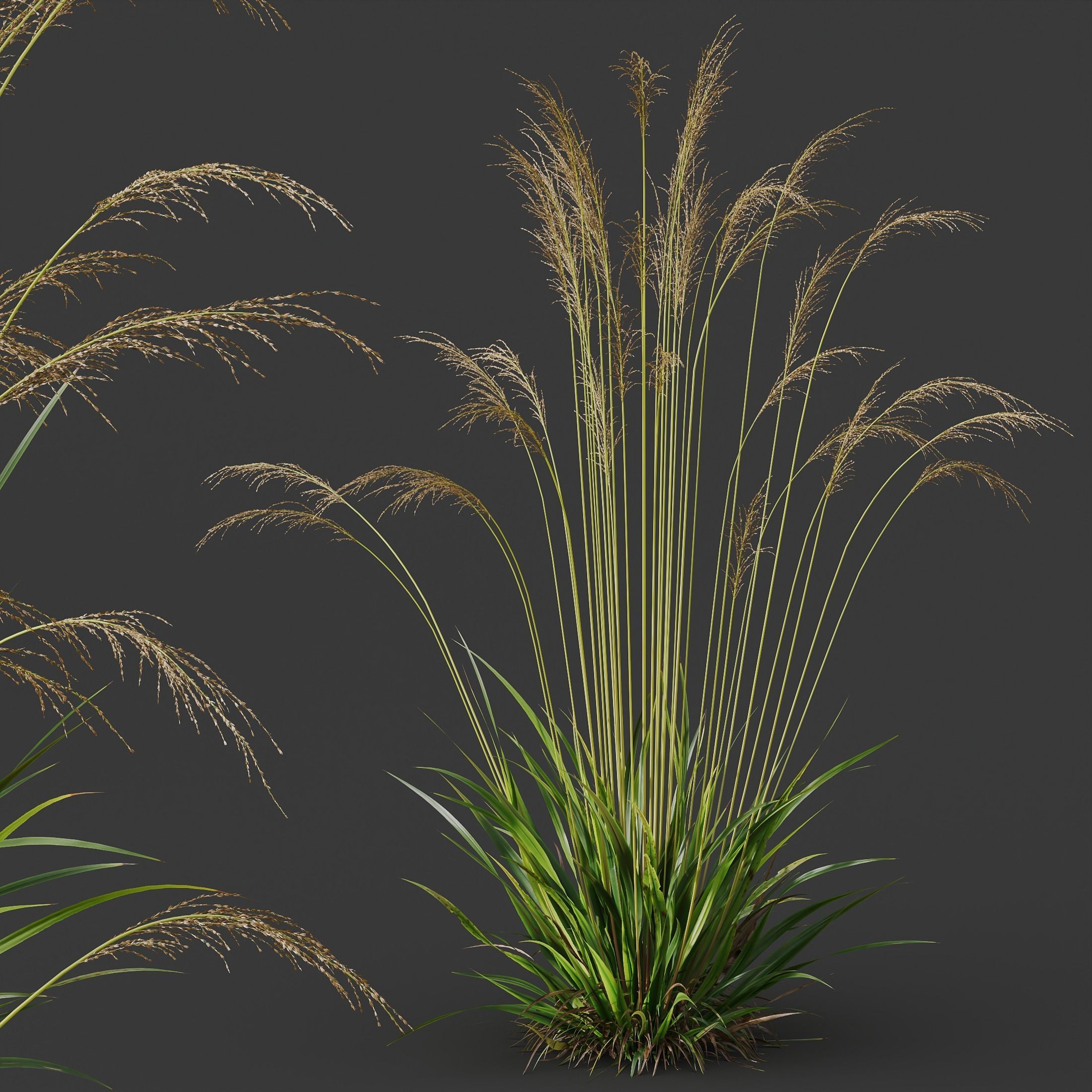 Plants Molinia Caerulea Heidebraut Kleines Pfeifengras Version02 3D model_1