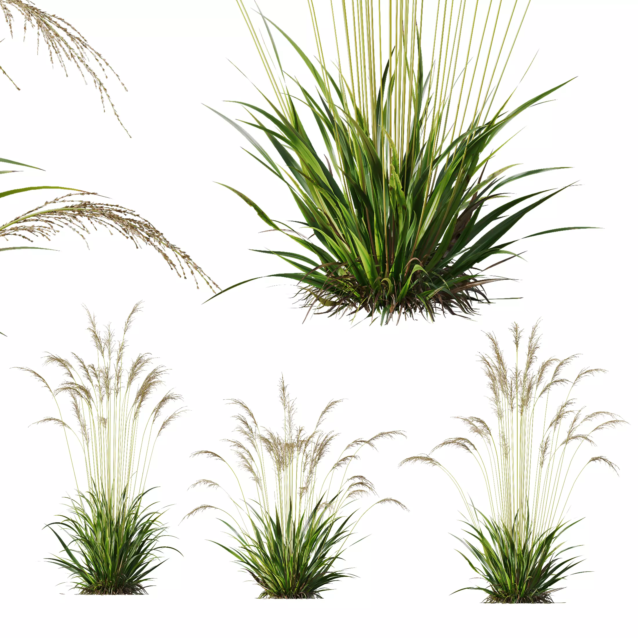 Plants Molinia Caerulea Heidebraut Kleines Pfeifengras Version02 3D model_0