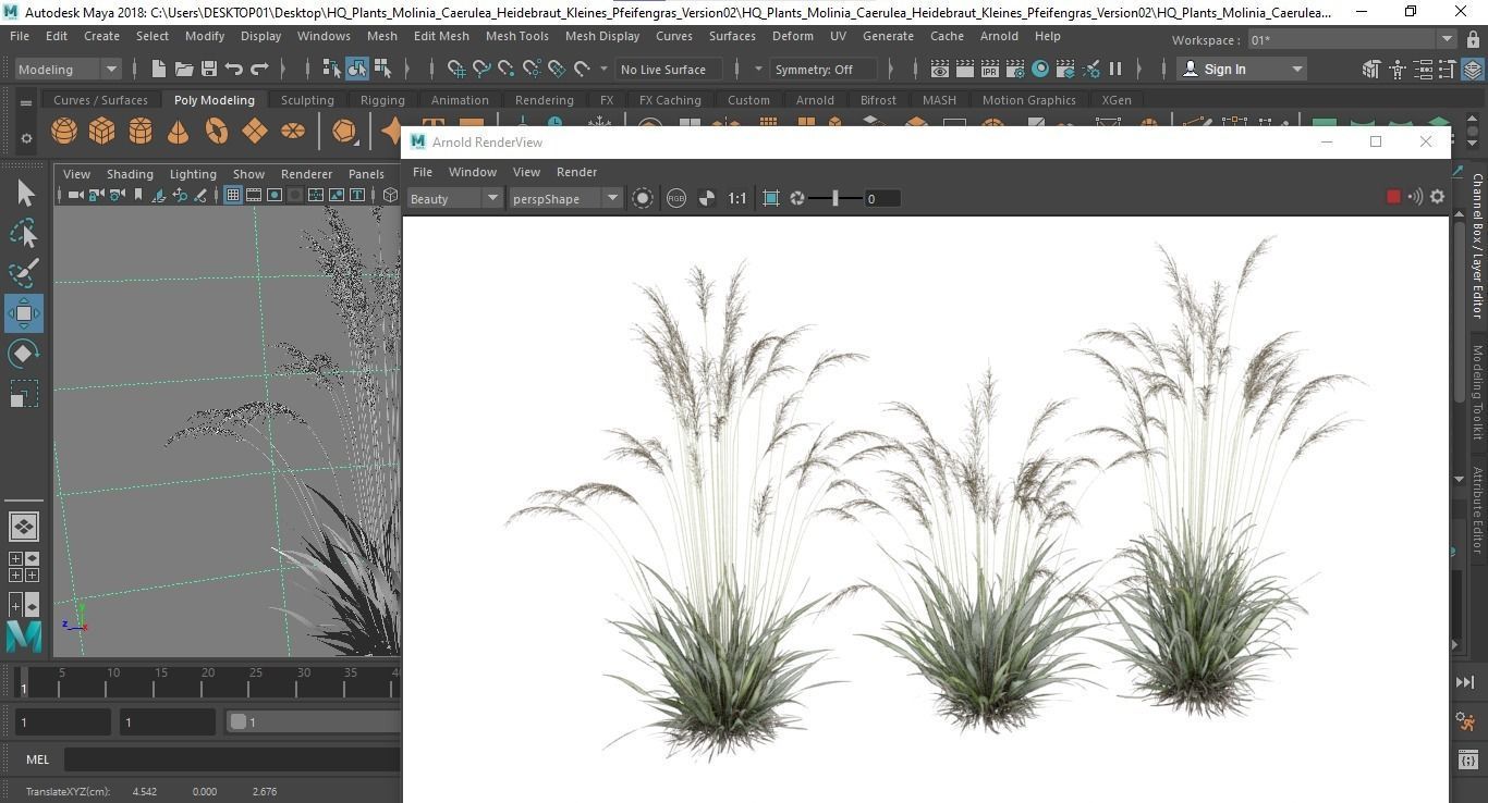 Plants Molinia Caerulea Heidebraut Kleines Pfeifengras Version02 3D model_4
