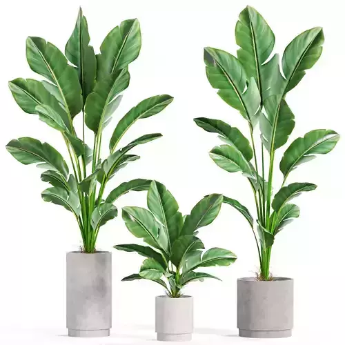 Plants collection 924 3D model