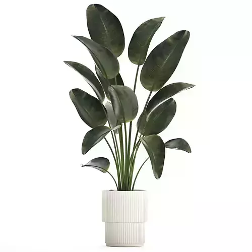 Beautiful Strelitzia Palm Tree In A Flower Pot 1267