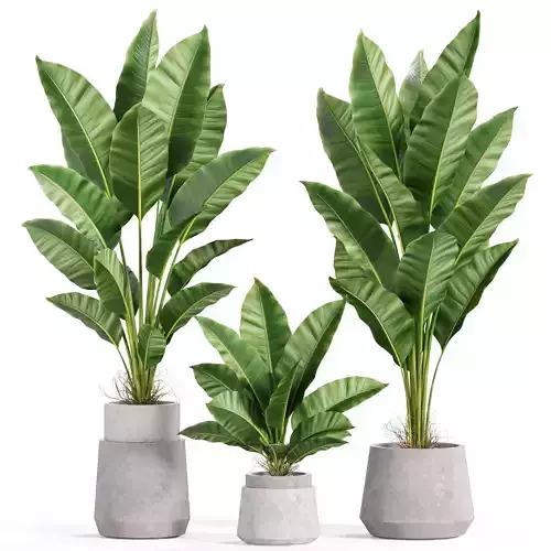 Plants collection 926 3D model