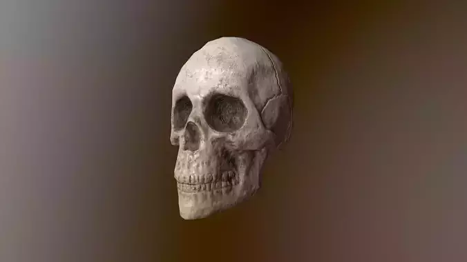 Human Skull Low Poly 3D model