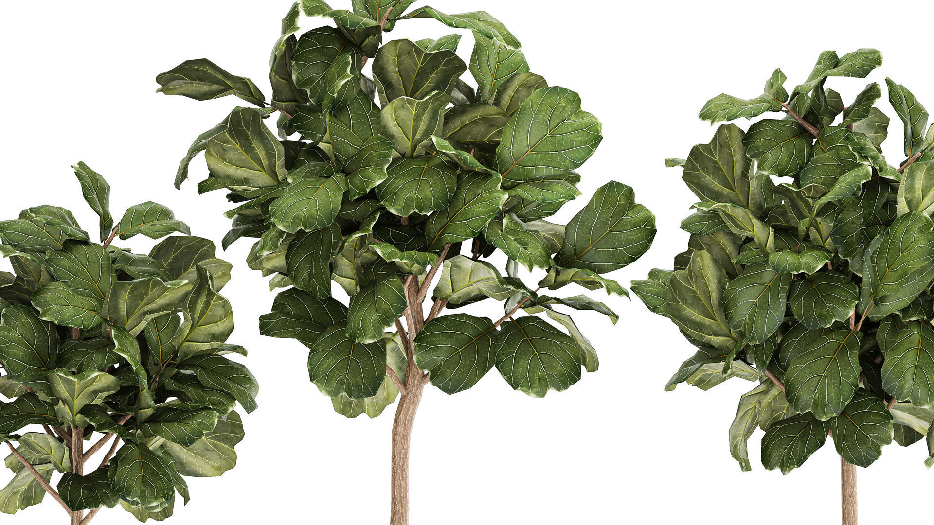 Beautiful Ficus lyrata trees in flowerpots 1267 3D model_4