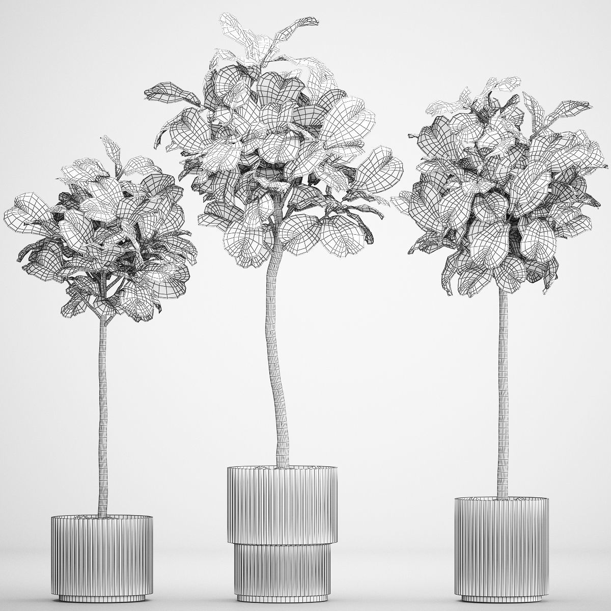 Beautiful Ficus lyrata trees in flowerpots 1267 3D model_11
