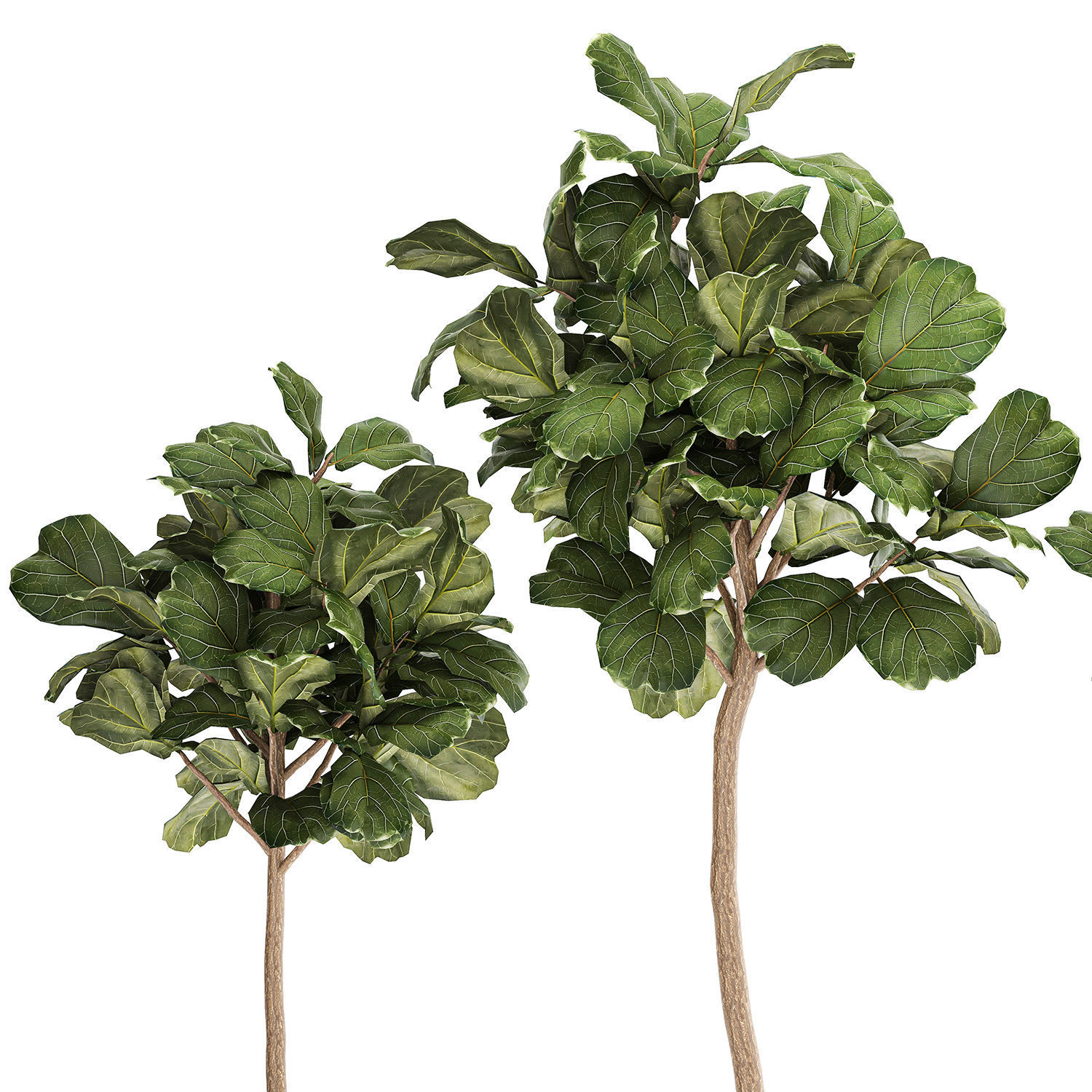 Beautiful Ficus lyrata trees in flowerpots 1267 3D model_9