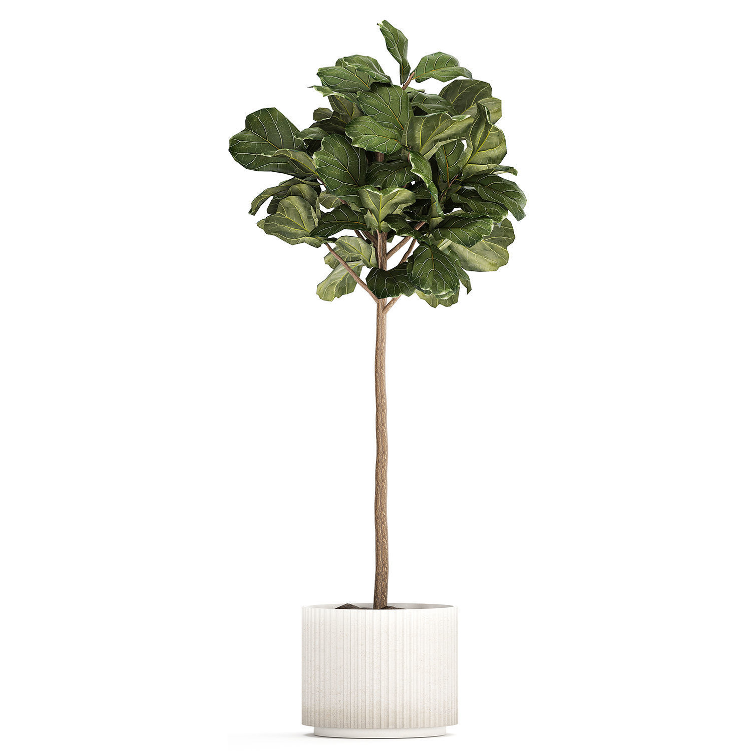Beautiful Ficus lyrata trees in flowerpots 1267 3D model_8