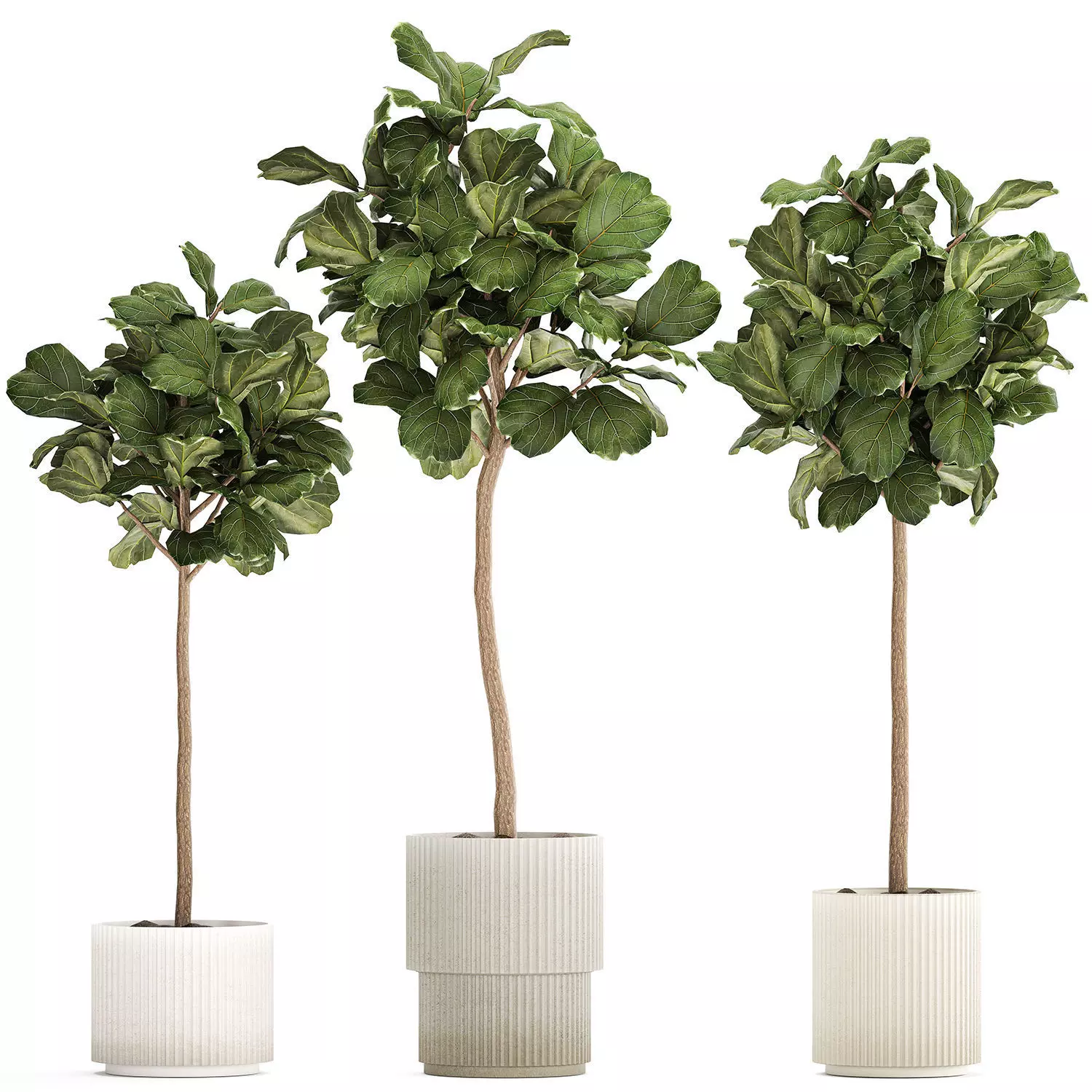 Beautiful Ficus lyrata trees in flowerpots 1267 3D model_0