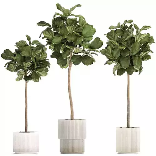 Beautiful Ficus lyrata trees in flowerpots 1267