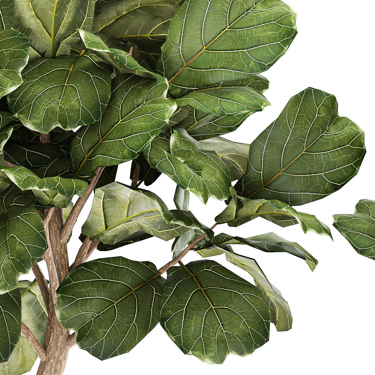 Beautiful Ficus lyrata trees in flowerpots 1267 3D model_10