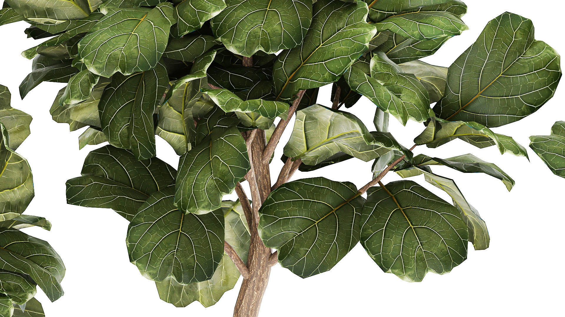 Beautiful Ficus lyrata trees in flowerpots 1267 3D model_5