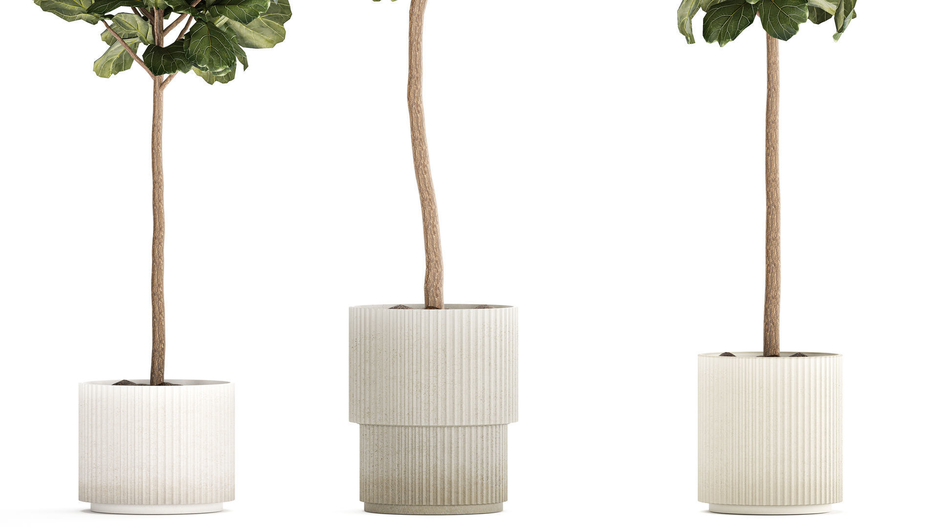 Beautiful Ficus lyrata trees in flowerpots 1267 3D model_3