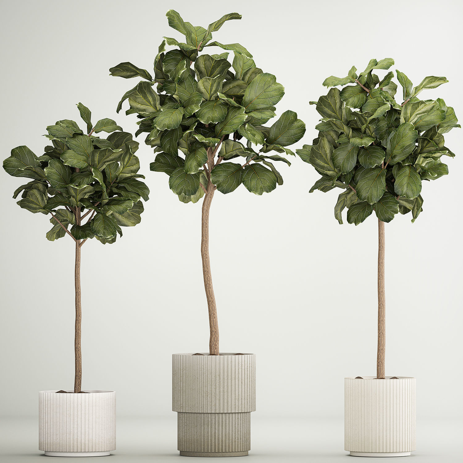 Beautiful Ficus lyrata trees in flowerpots 1267 3D model_6
