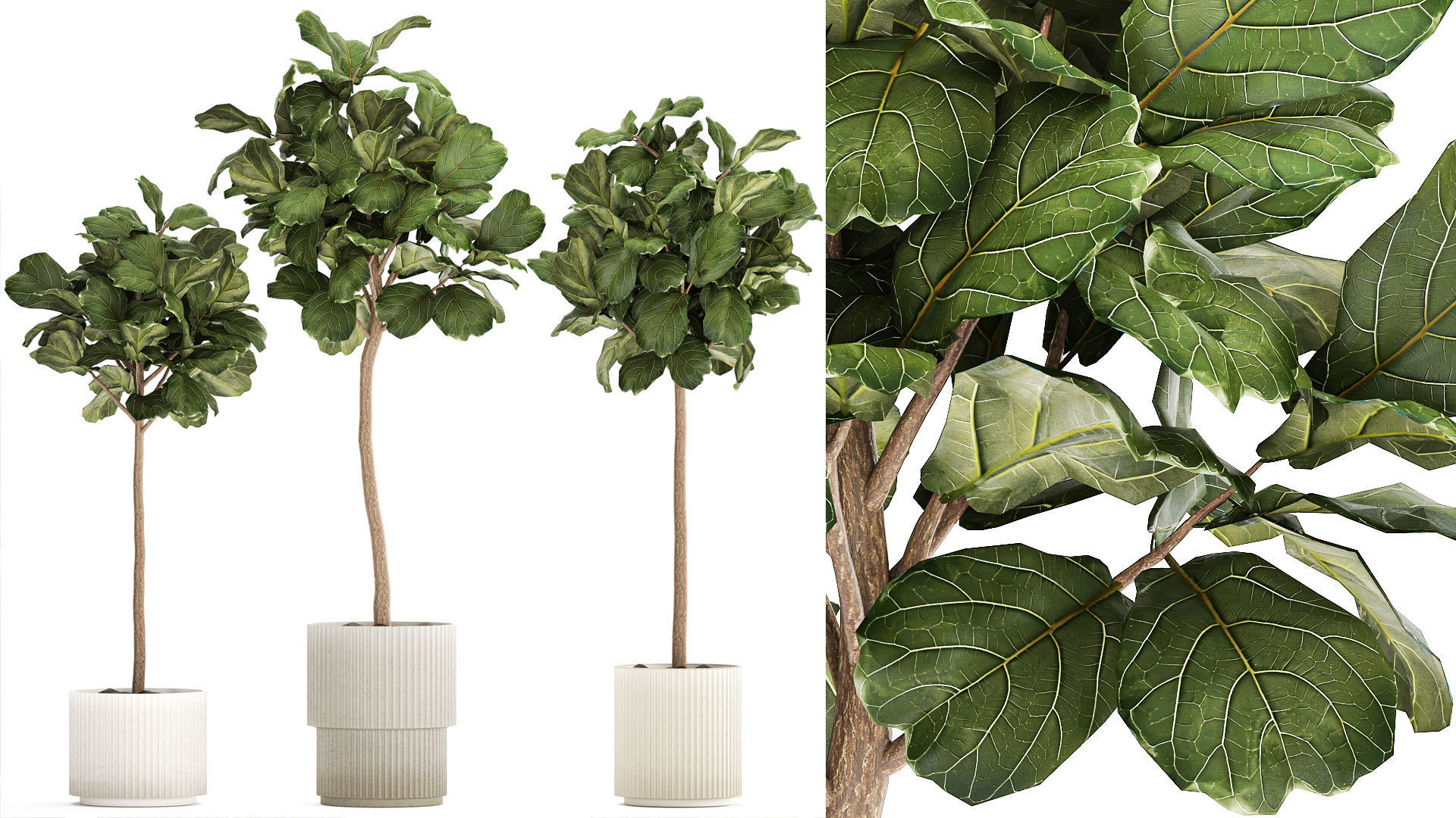 Beautiful Ficus lyrata trees in flowerpots 1267 3D model_1