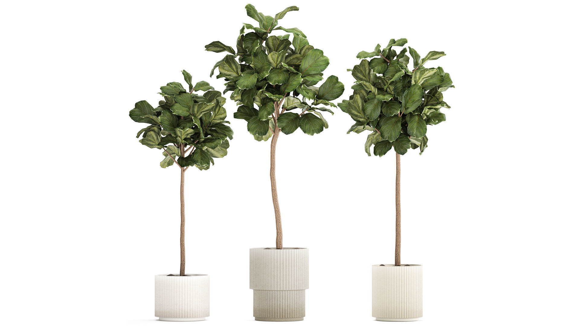 Beautiful Ficus lyrata trees in flowerpots 1267 3D model_2