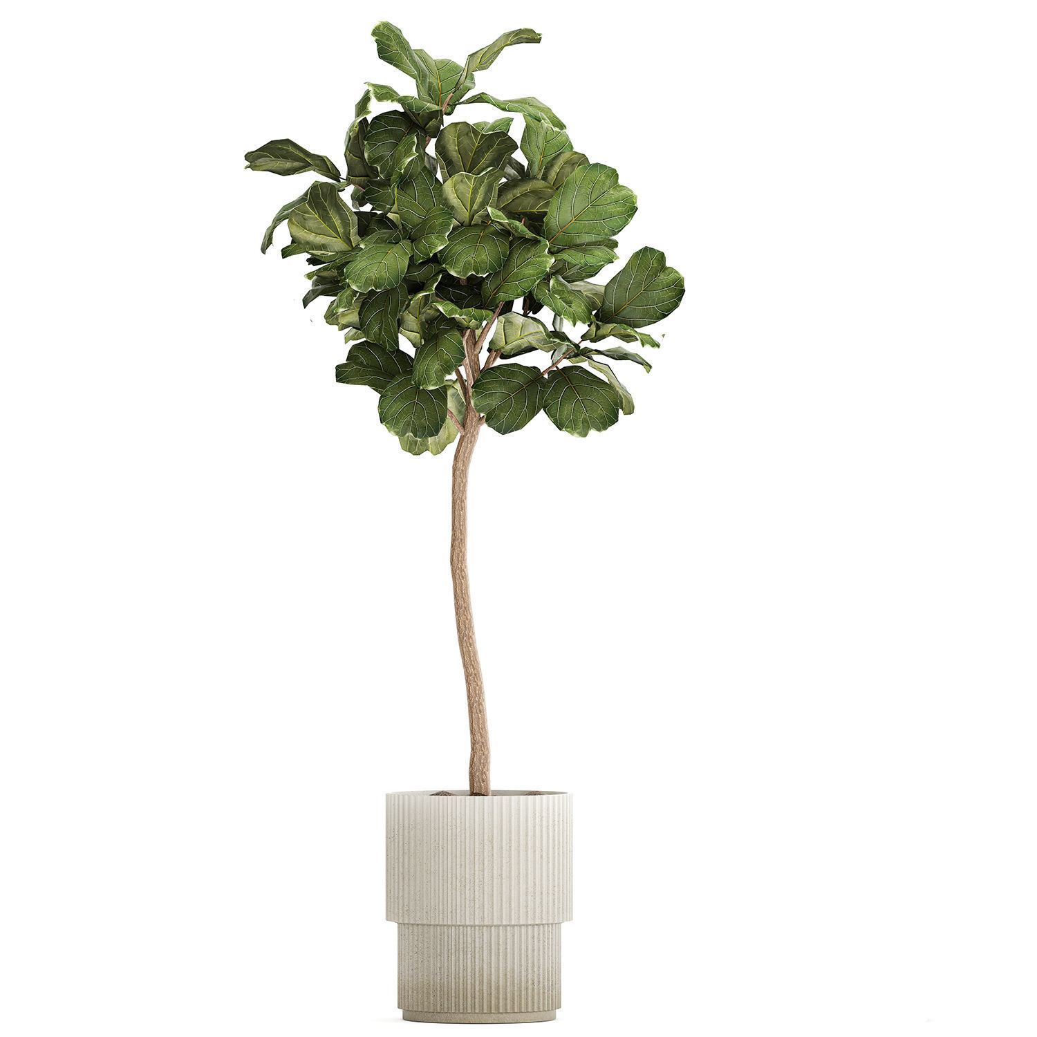 Beautiful Ficus lyrata trees in flowerpots 1267 3D model_7