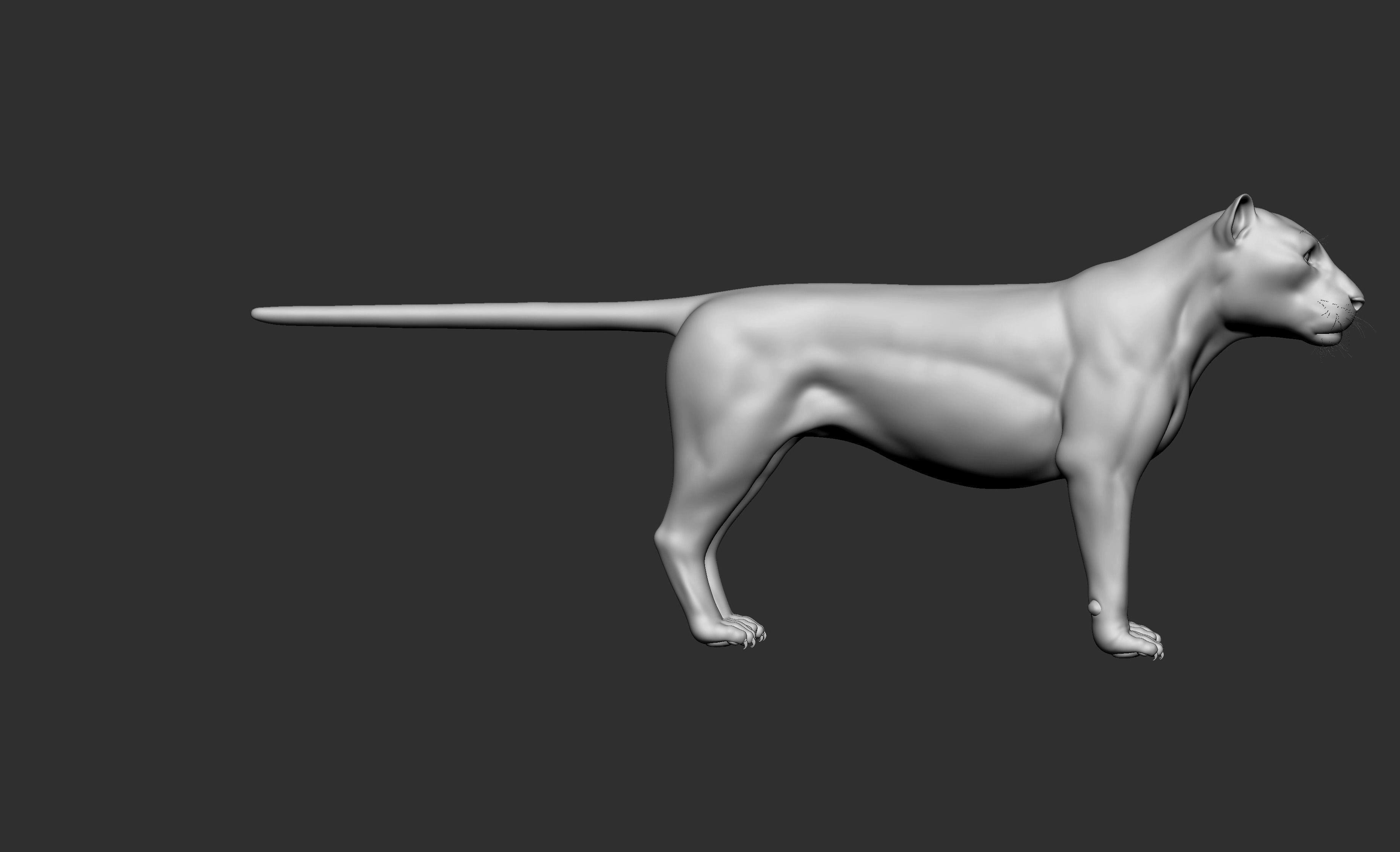 LION Model 3D model_4