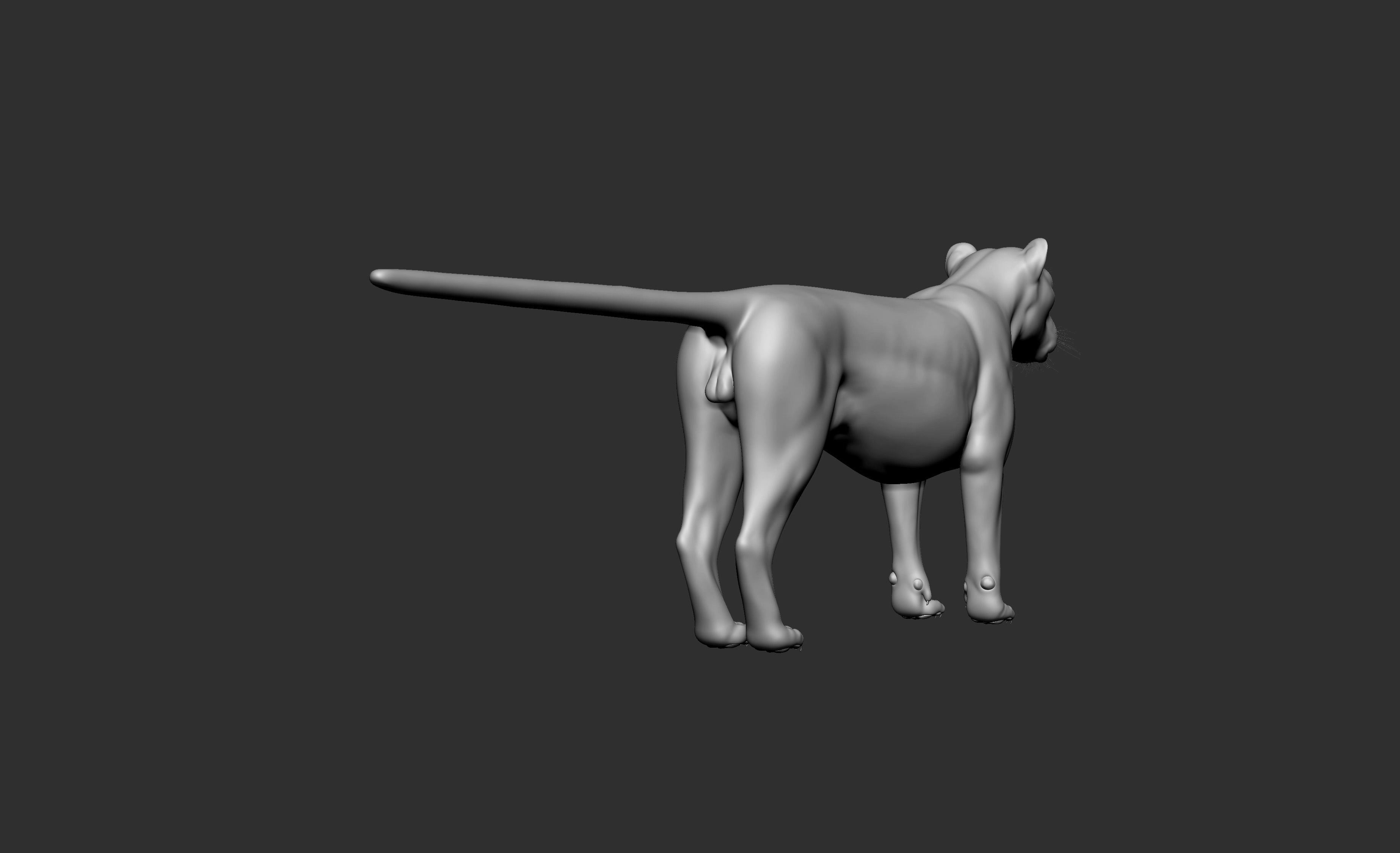 LION Model 3D model_3