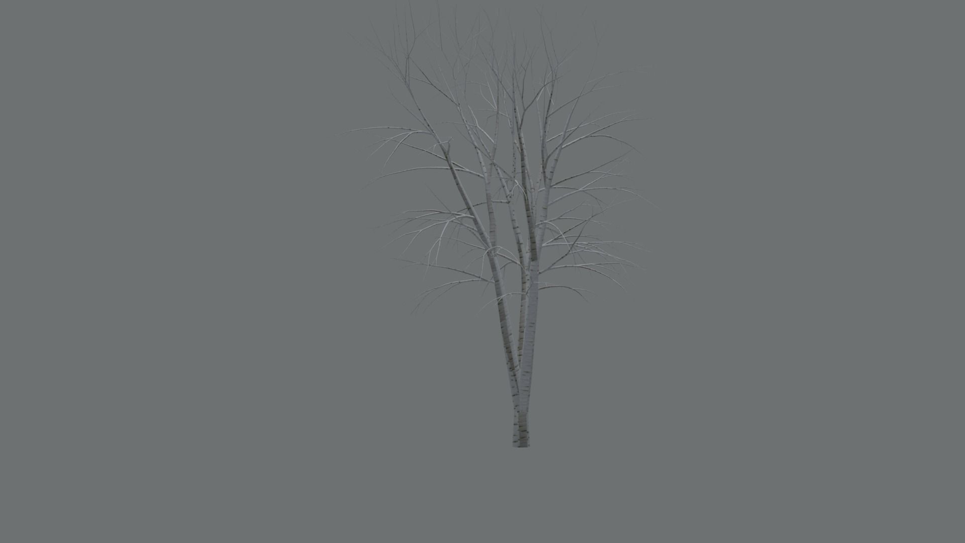 High Quality Beautiful Birch  Tree Pack Free low-poly 3D model_13