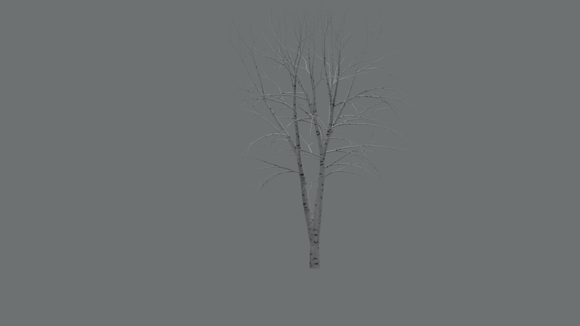 High Quality Beautiful Birch  Tree Pack Free low-poly 3D model_7