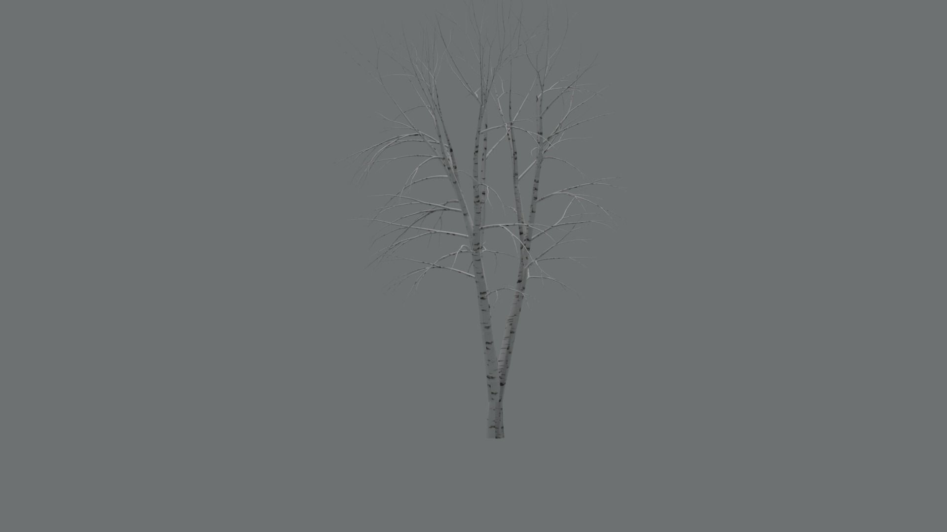 High Quality Beautiful Birch  Tree Pack Free low-poly 3D model_20