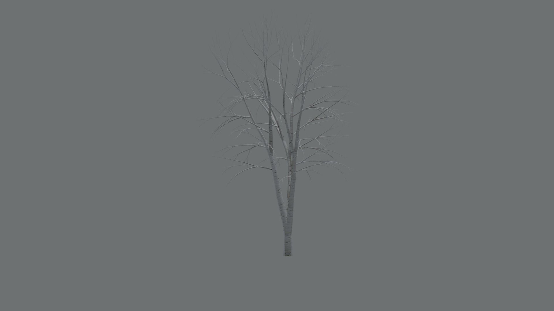 High Quality Beautiful Birch  Tree Pack Free low-poly 3D model_15