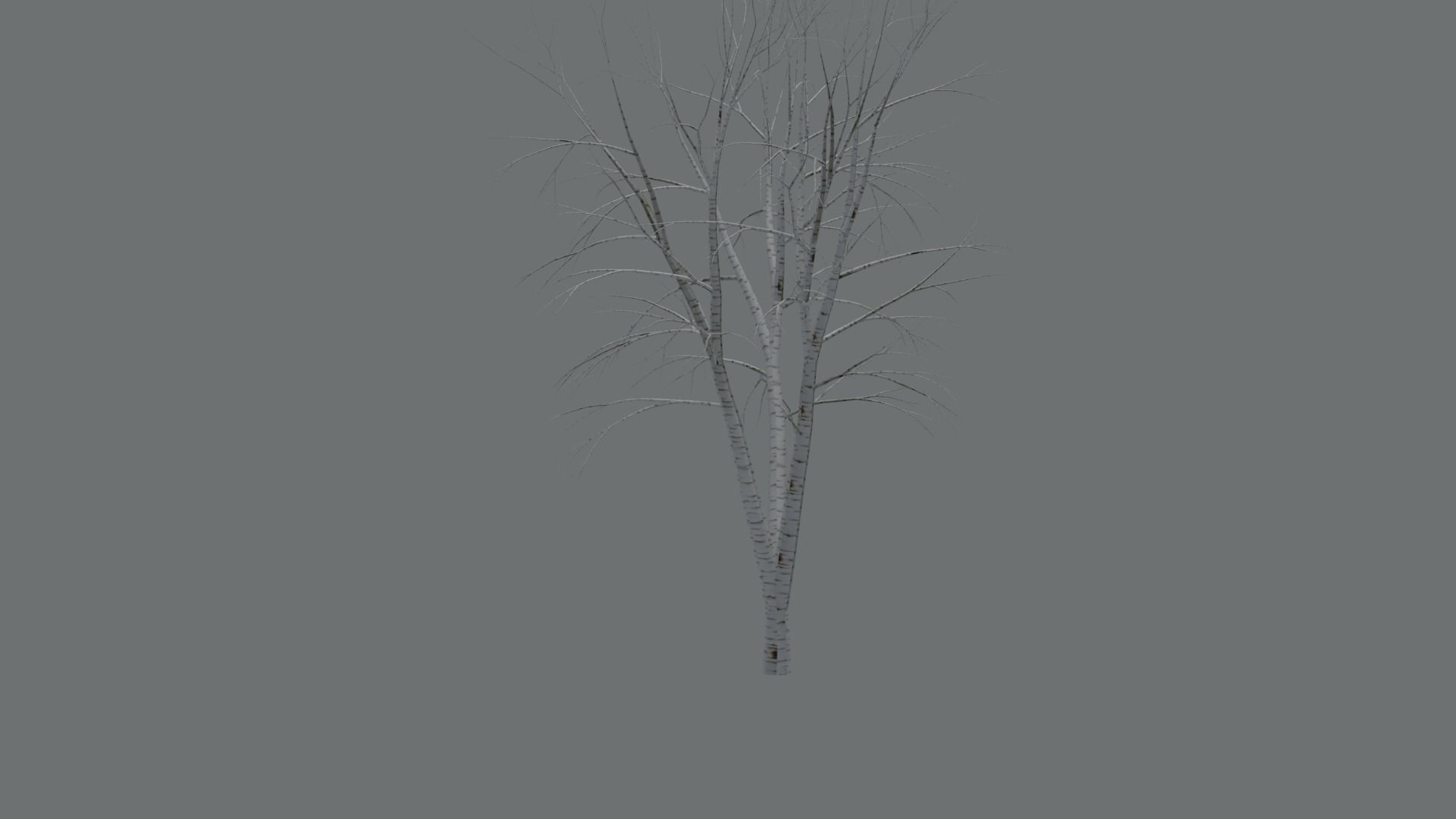 High Quality Beautiful Birch  Tree Pack Free low-poly 3D model_9