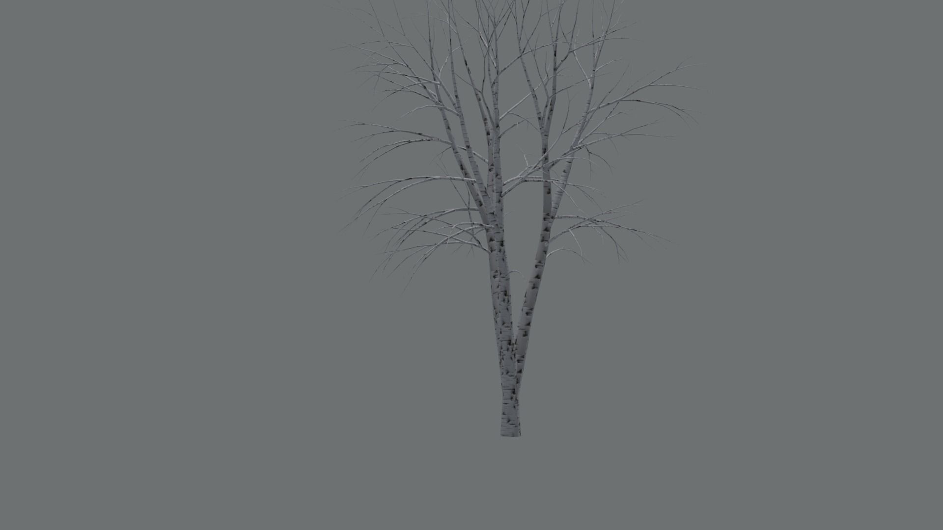 High Quality Beautiful Birch  Tree Pack Free low-poly 3D model_12