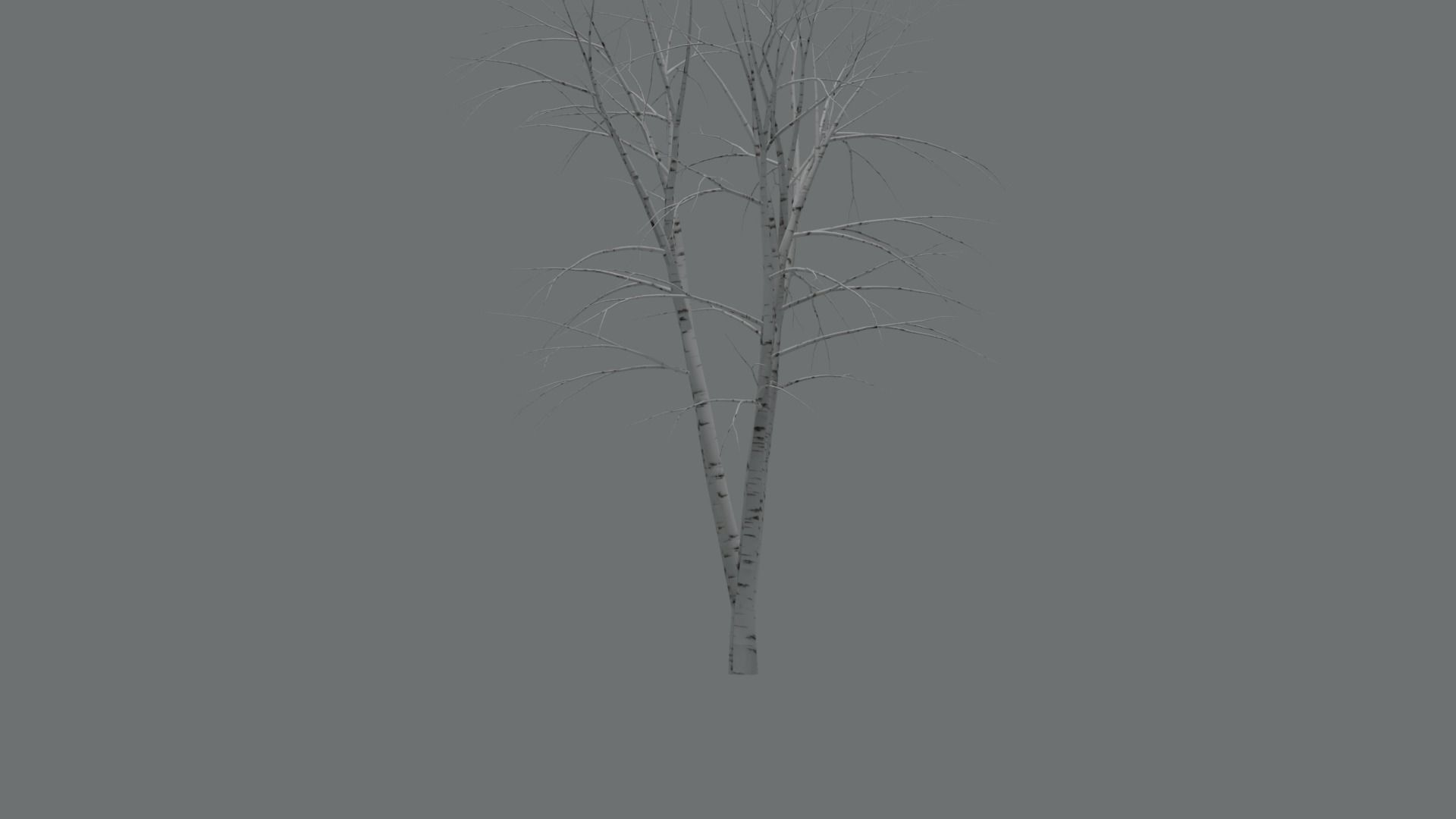 High Quality Beautiful Birch  Tree Pack Free low-poly 3D model_18