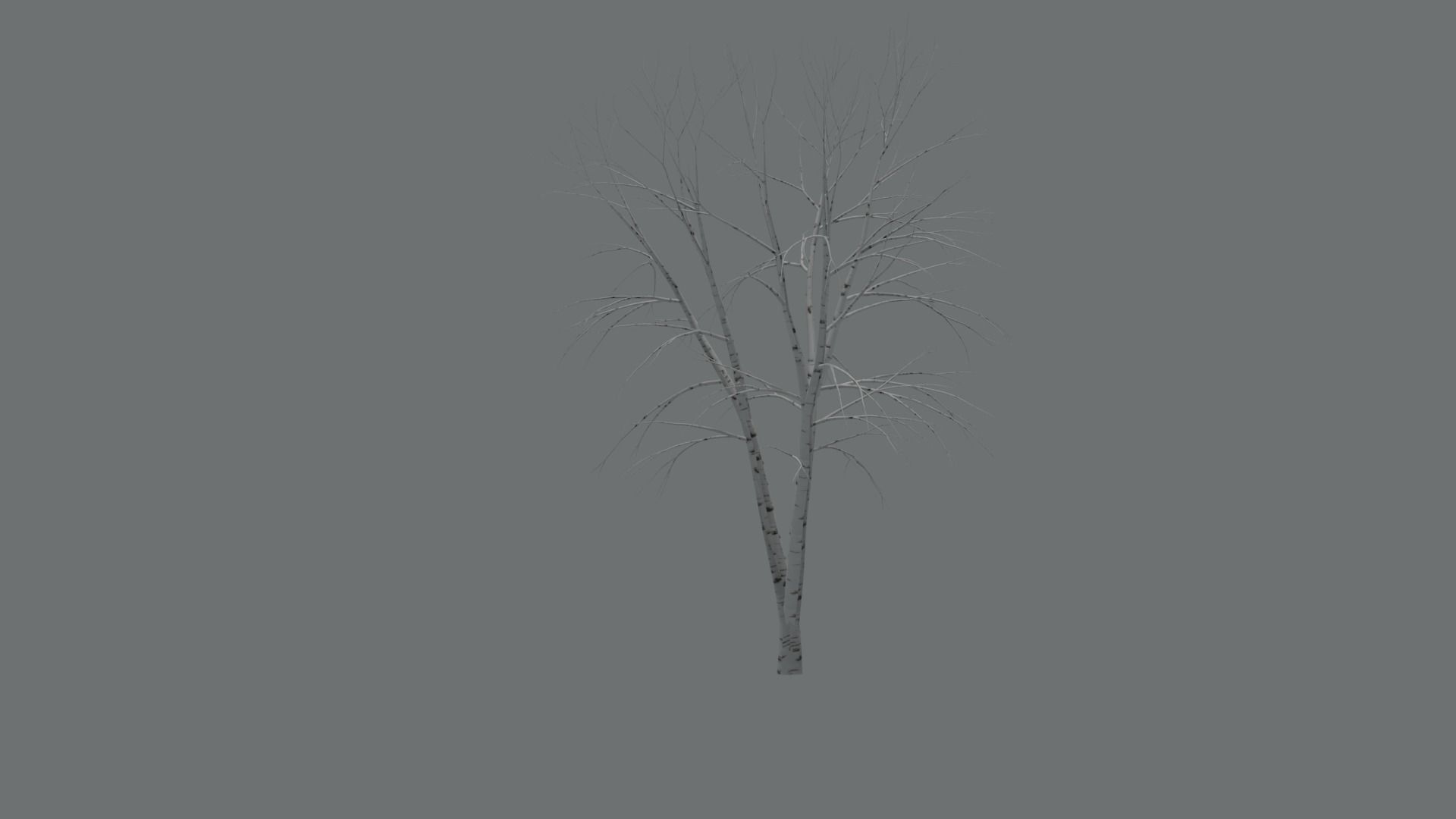 High Quality Beautiful Birch  Tree Pack Free low-poly 3D model_19