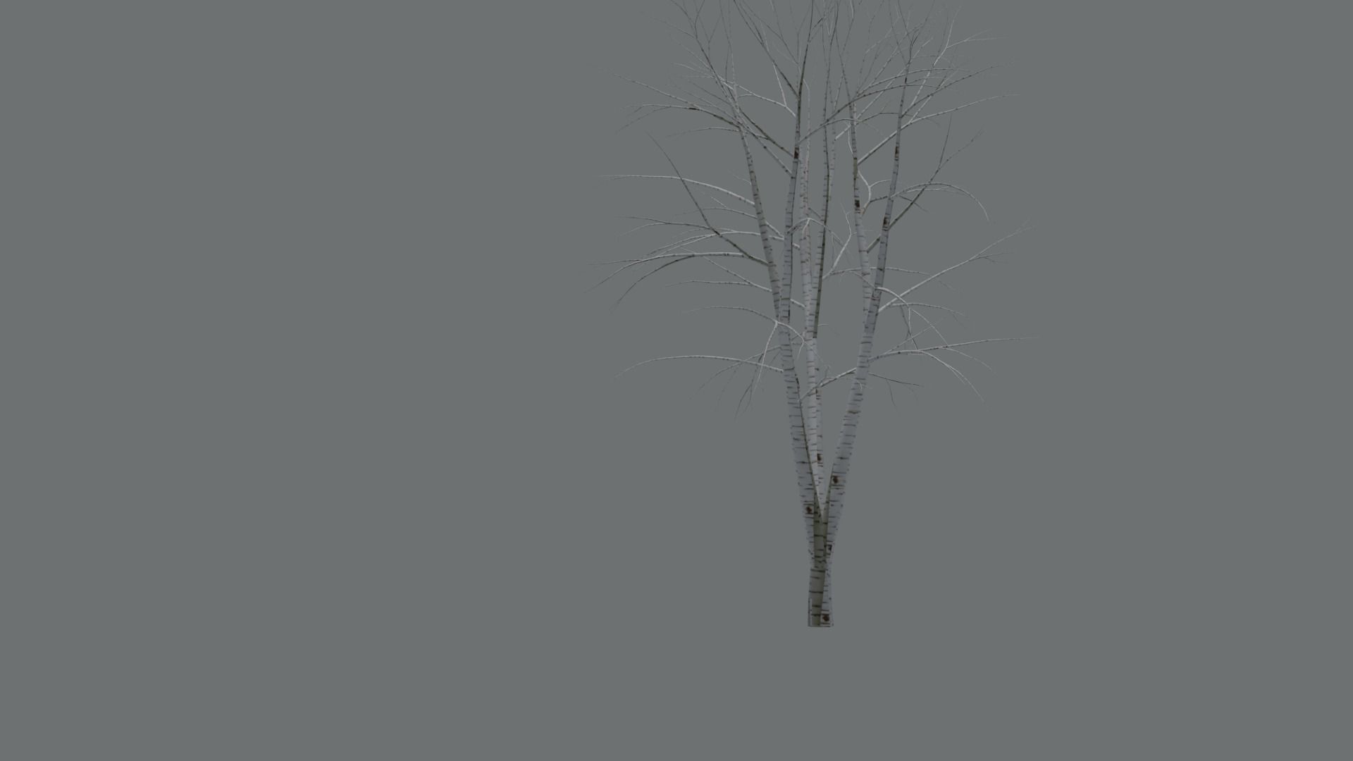High Quality Beautiful Birch  Tree Pack Free low-poly 3D model_11