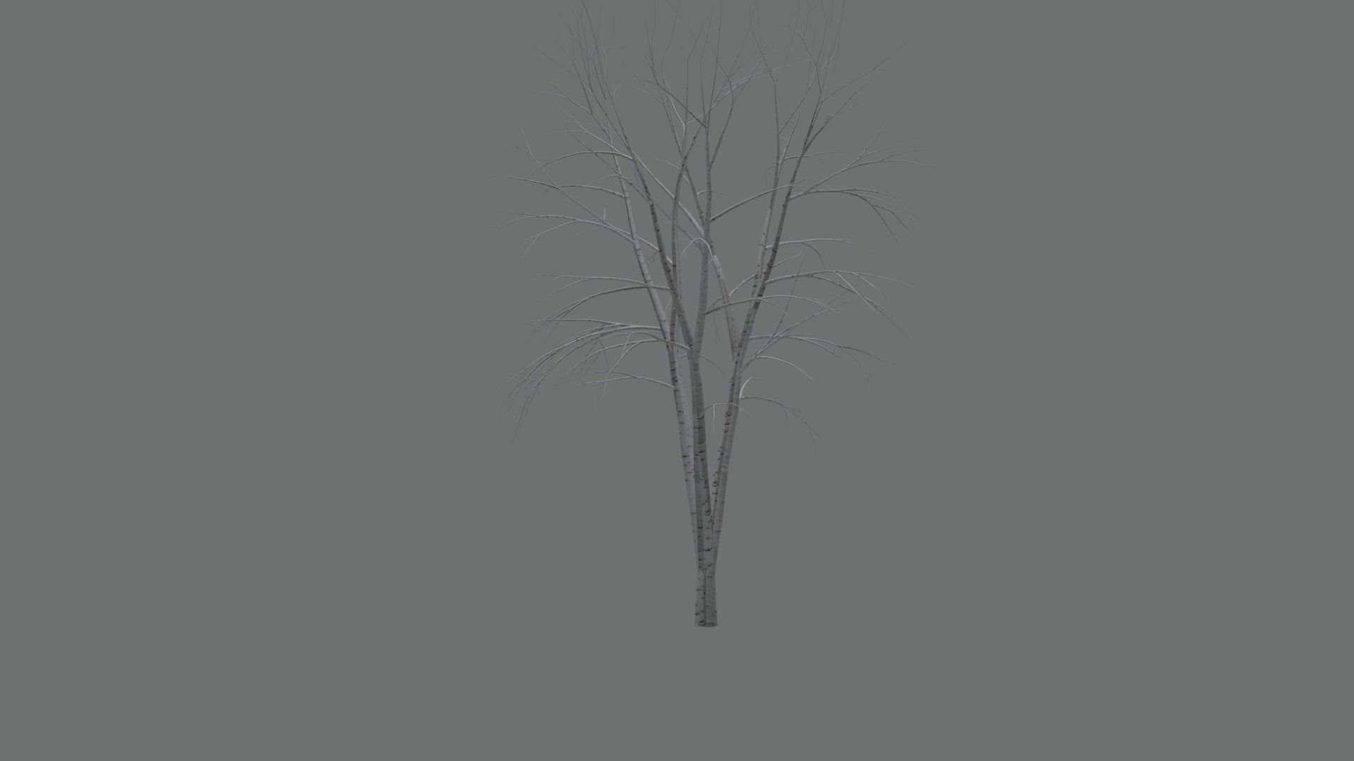 High Quality Beautiful Birch  Tree Pack Free low-poly 3D model_14