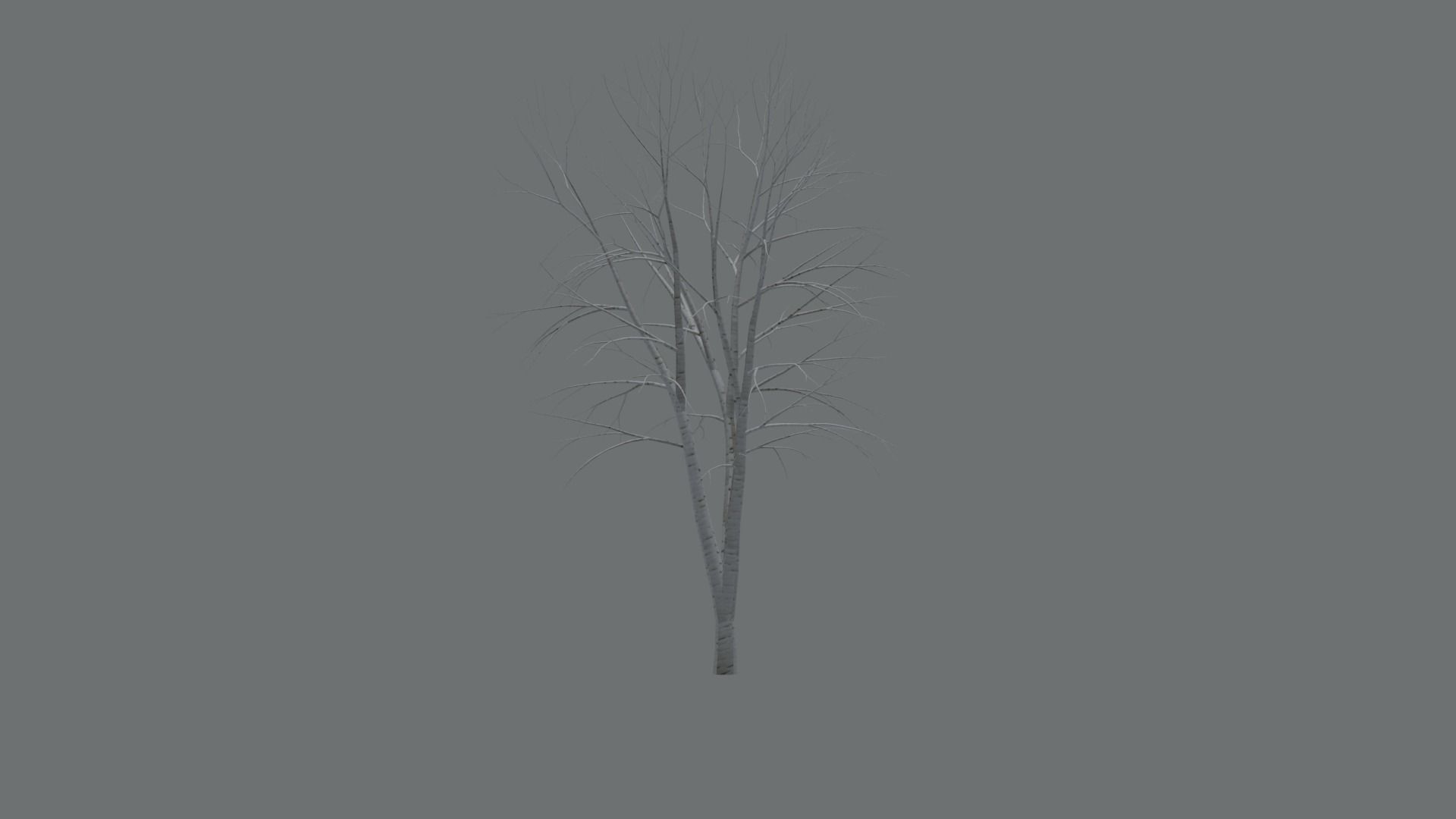 High Quality Beautiful Birch  Tree Pack Free low-poly 3D model_17