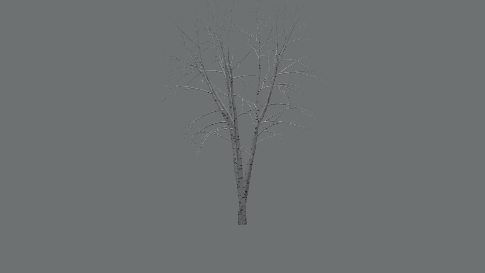 High Quality Beautiful Birch  Tree Pack Free low-poly 3D model_6