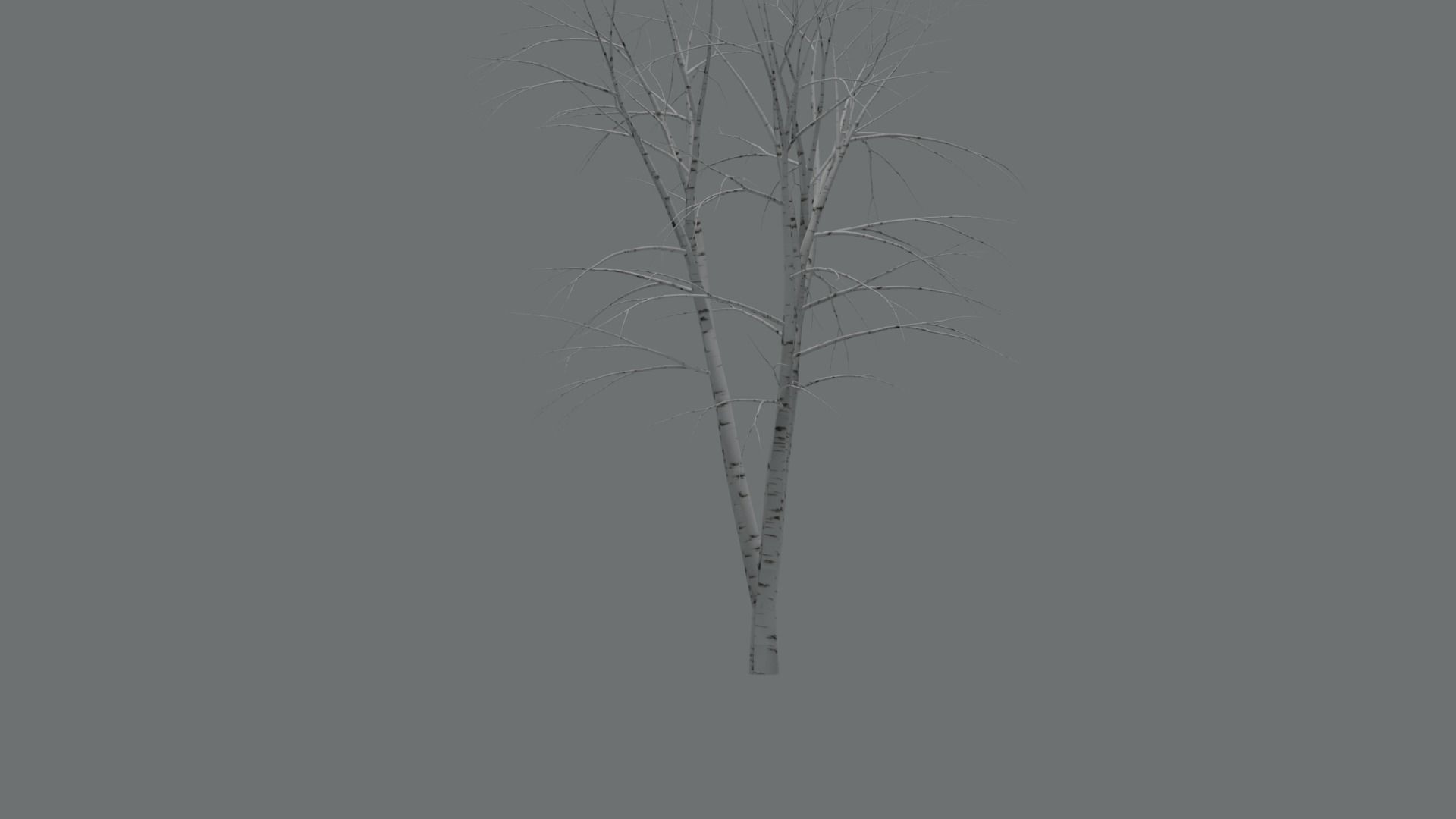 High Quality Beautiful Birch  Tree Pack Free low-poly 3D model_16