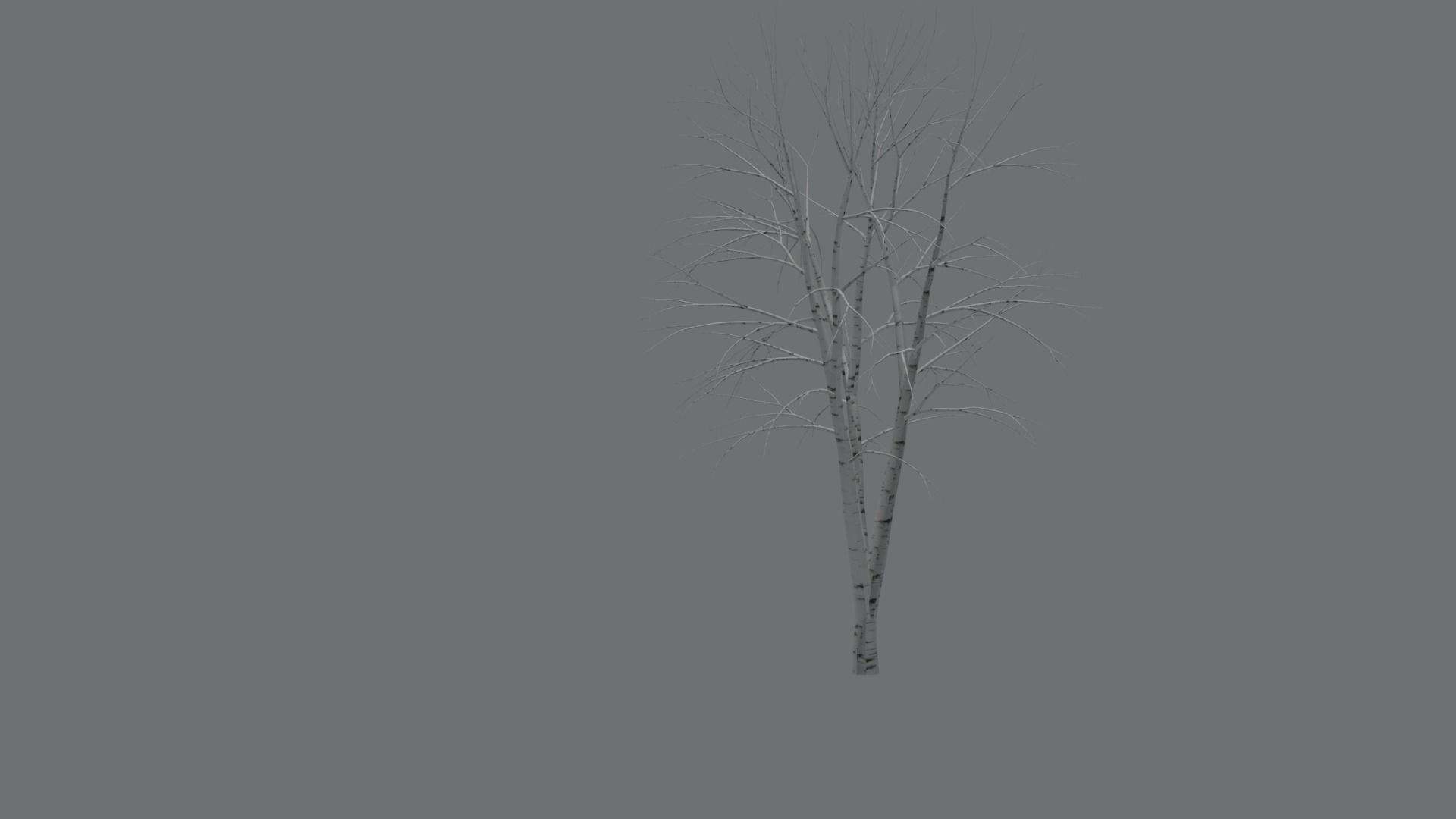 High Quality Beautiful Birch  Tree Pack Free low-poly 3D model_8