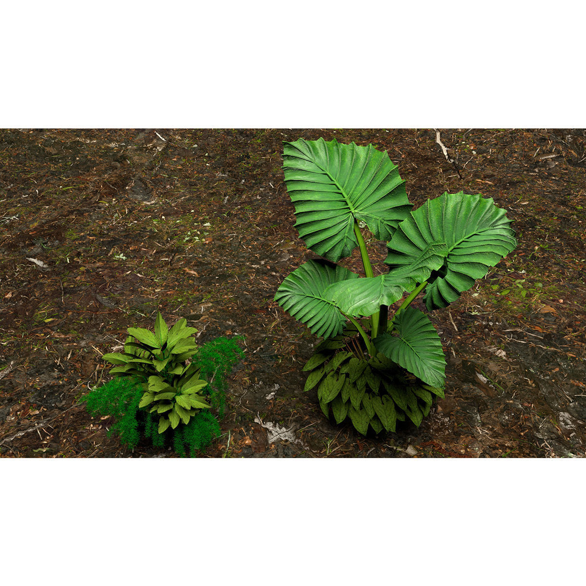 Plants 3D 3D model_6