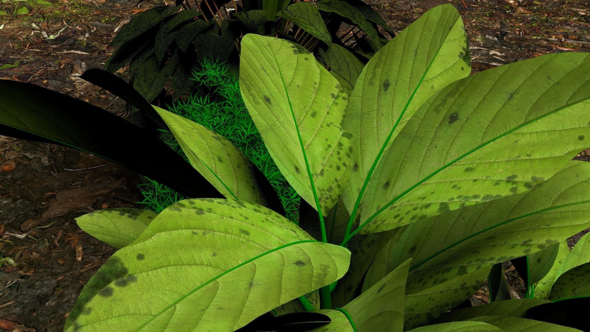 Plants 3D 3D model_5