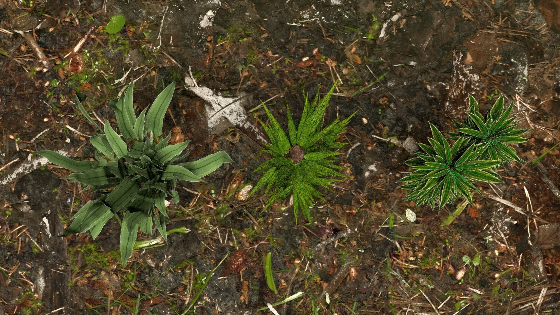 Plants 3D model_9
