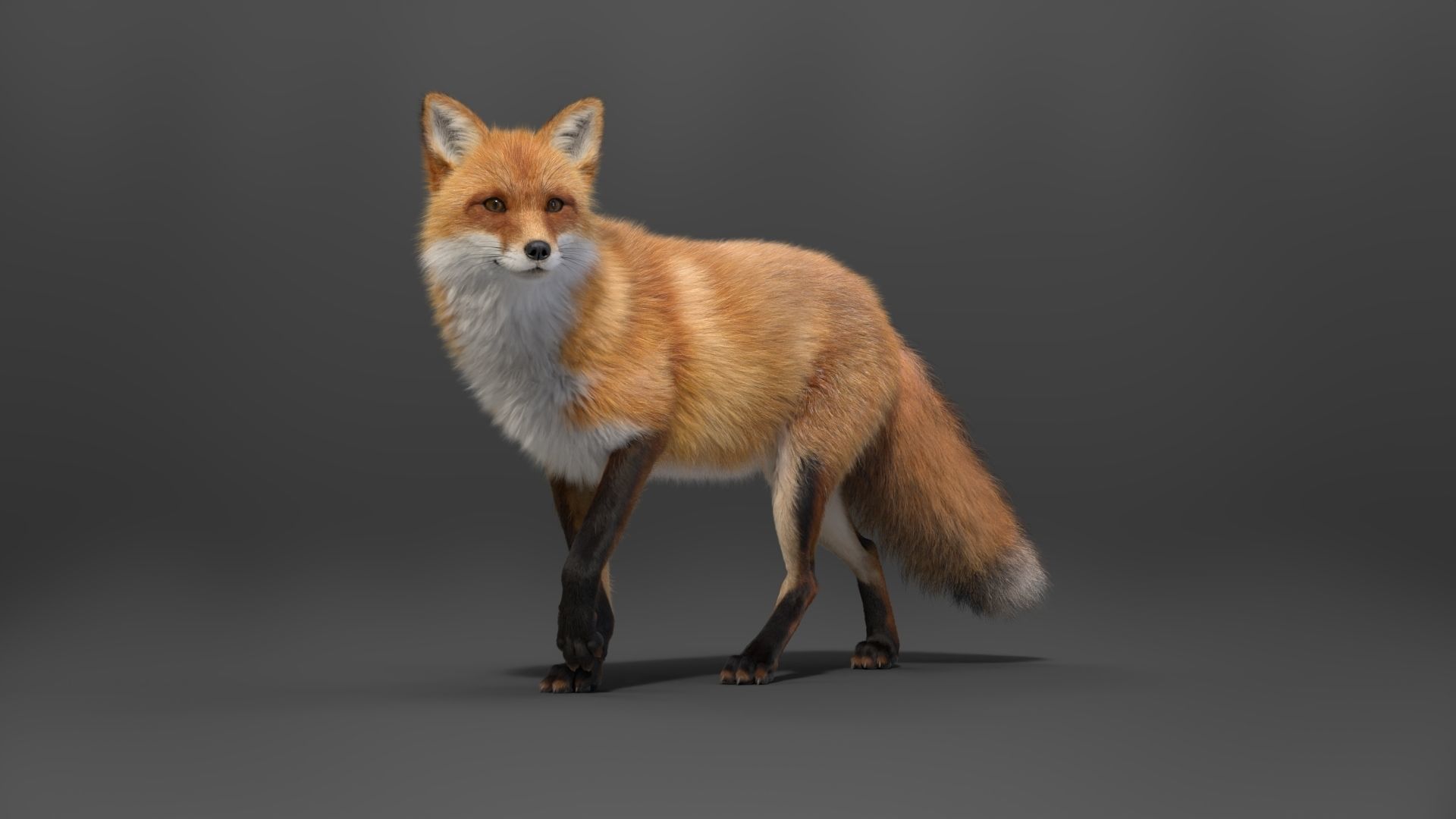 Red Fox Animation VFX Grace 3D model_11