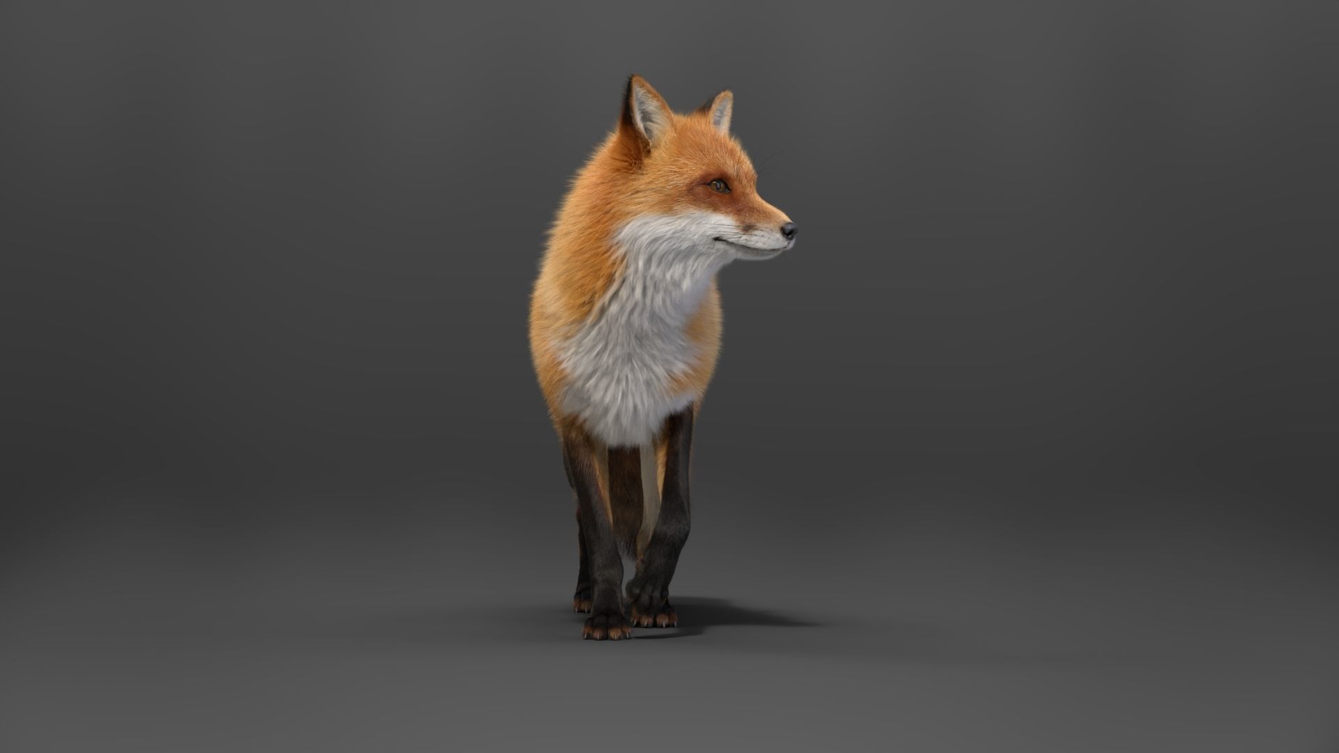 Red Fox Animation VFX Grace 3D model_12