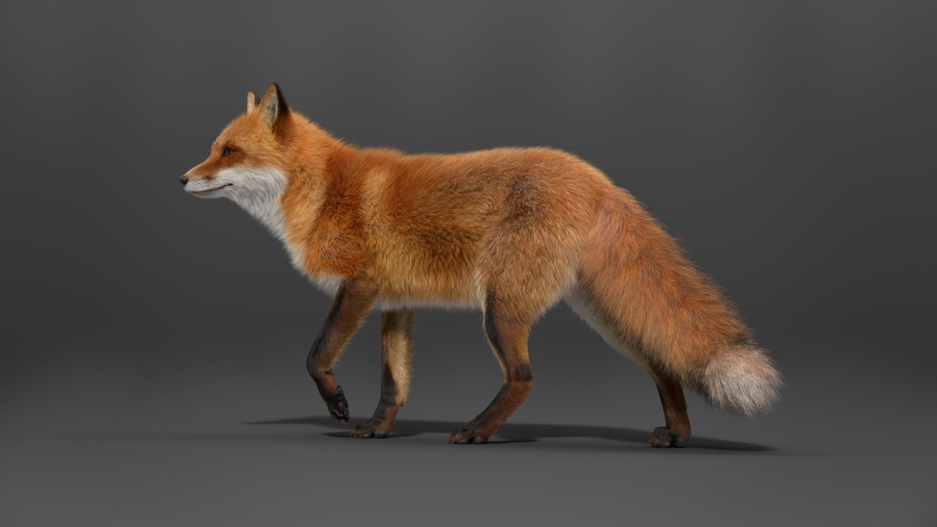 Red Fox Animation VFX Grace 3D model_16