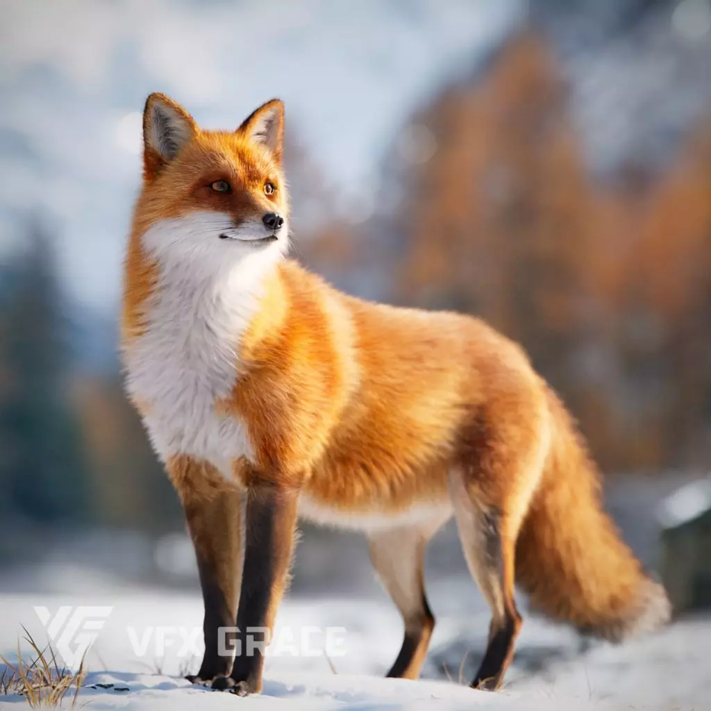 Red Fox Animation VFX Grace 3D model_0