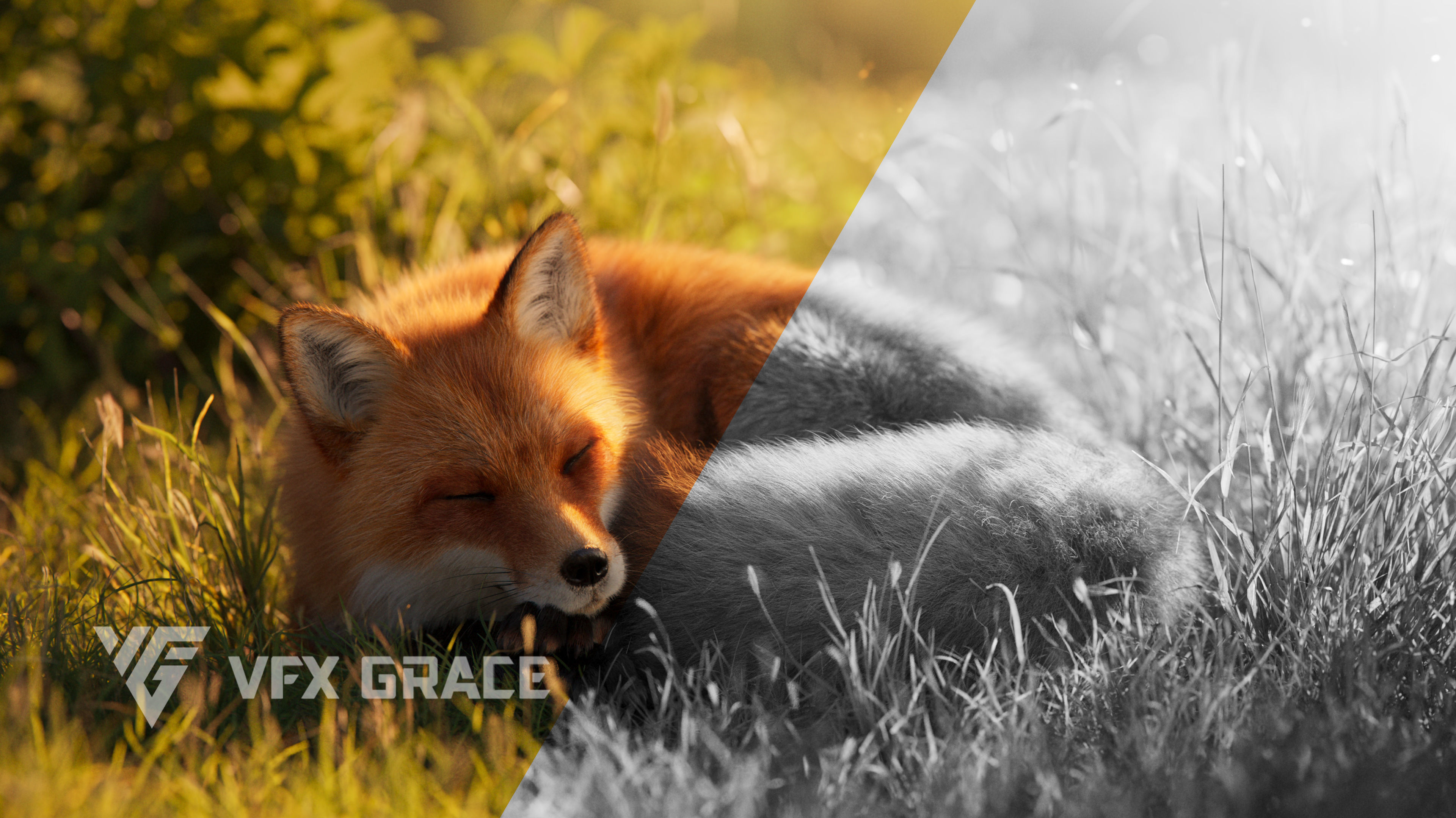 Red Fox Animation VFX Grace 3D model_7