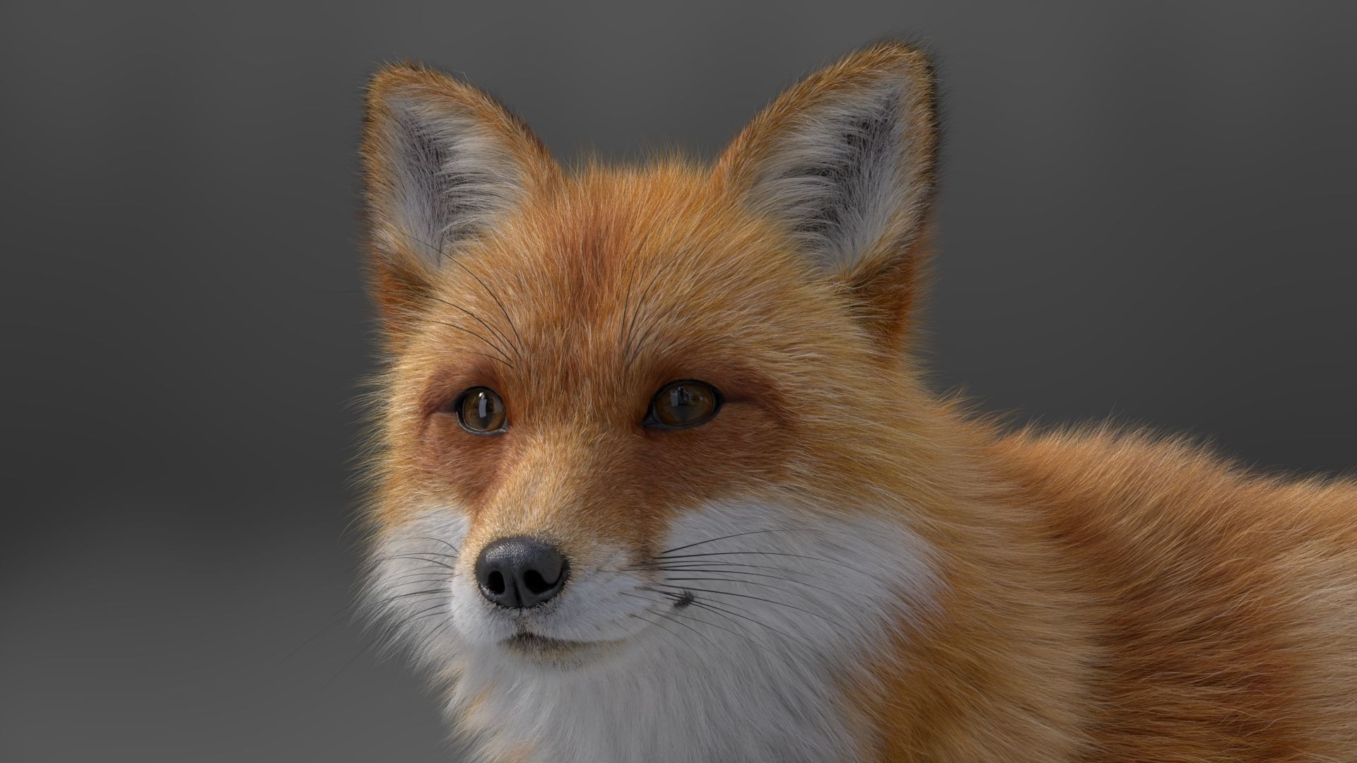 Red Fox Animation VFX Grace 3D model_19