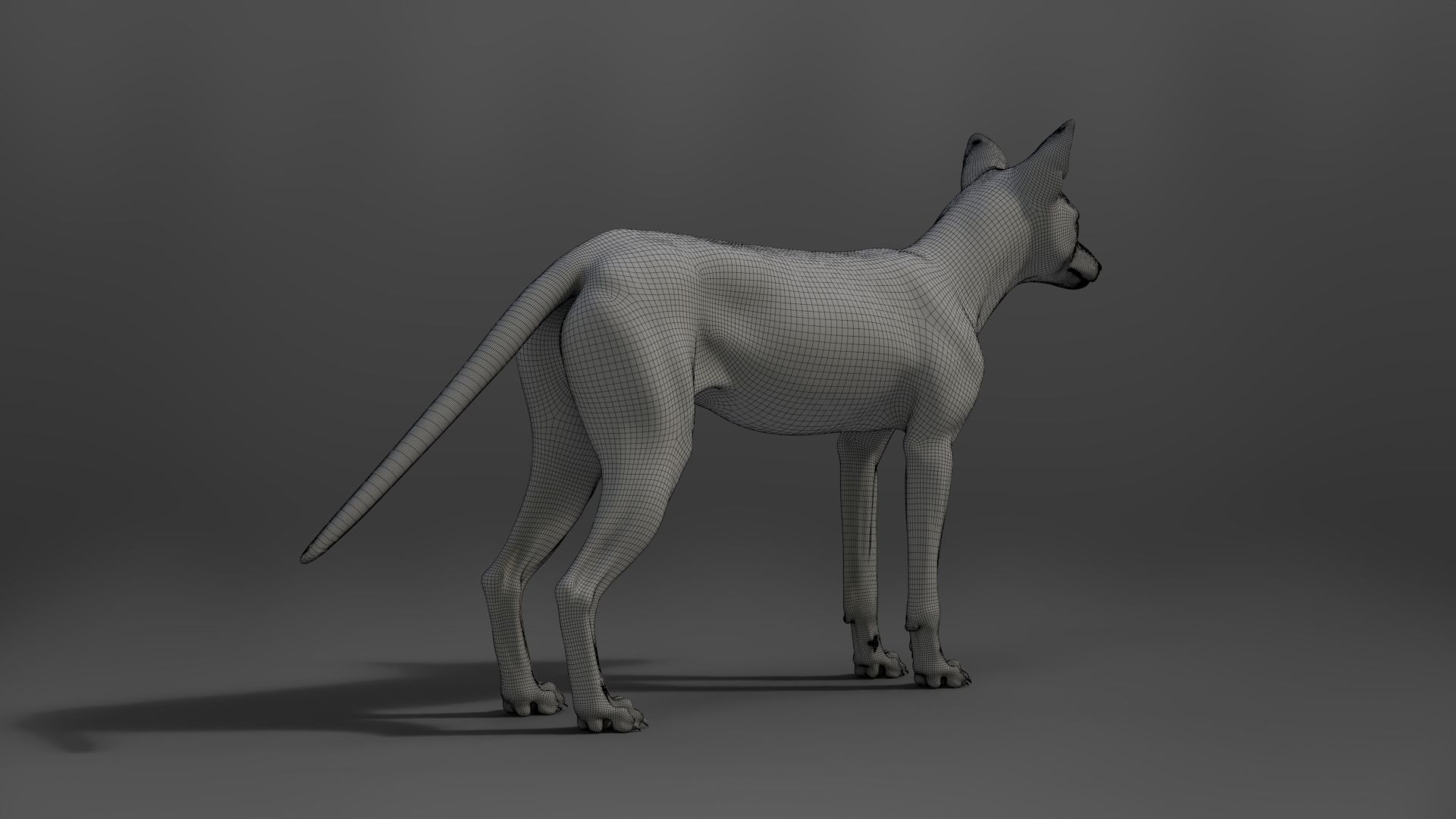 Red Fox Animation VFX Grace 3D model_28