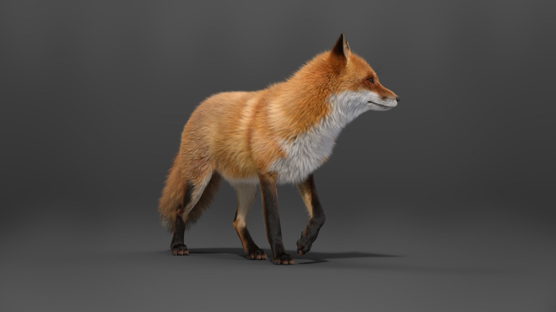 Red Fox Animation VFX Grace 3D model_13